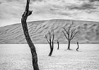 05 Deadvlei Snake Tree.jpg